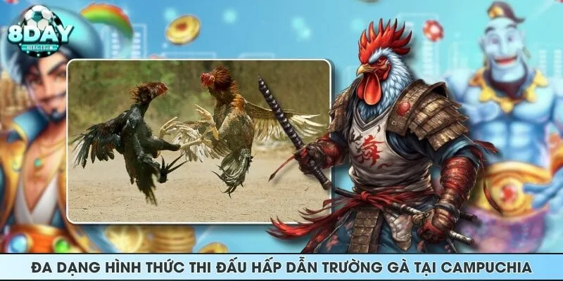 Đa dạng hình thức thi đấu hấp dẫn trường gà tại Campuchia