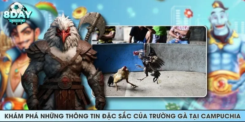 Khám phá những thông tin đặc sắc của trường gà tại Campuchia