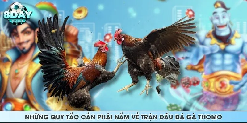 Những quy tắc cần phải nắm về trận đấu đá gà Thomo
