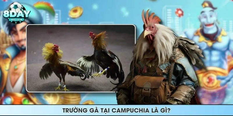 Trường gà tại Campuchia là gì?